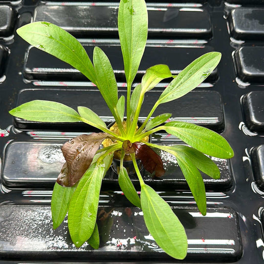 Echinodorus Red Rubin Sousleau Aquarium