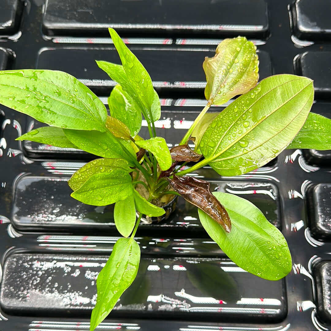 Echinodorus Rose Sousleau Aquarium