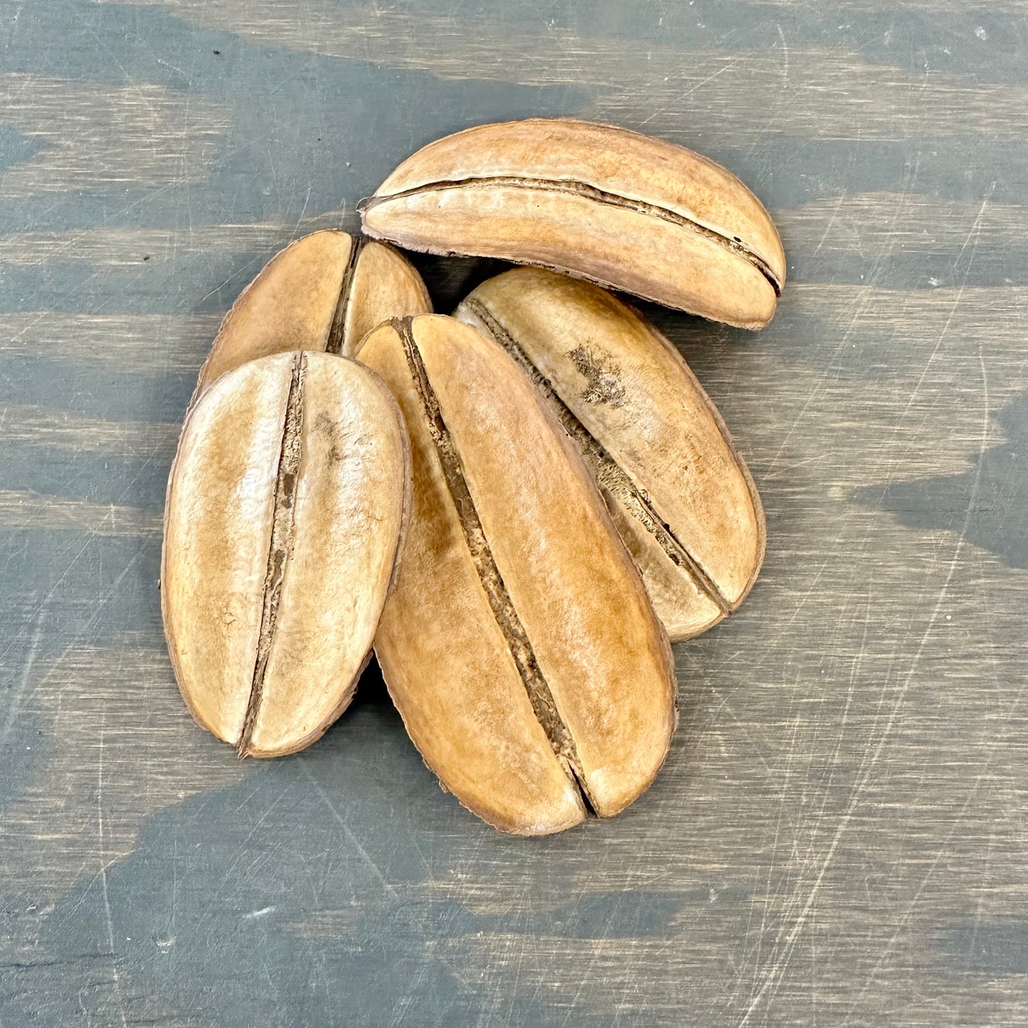 Mohagany pod