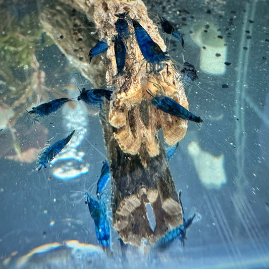 Blue Rili Shrimp Sousleau Aquarium