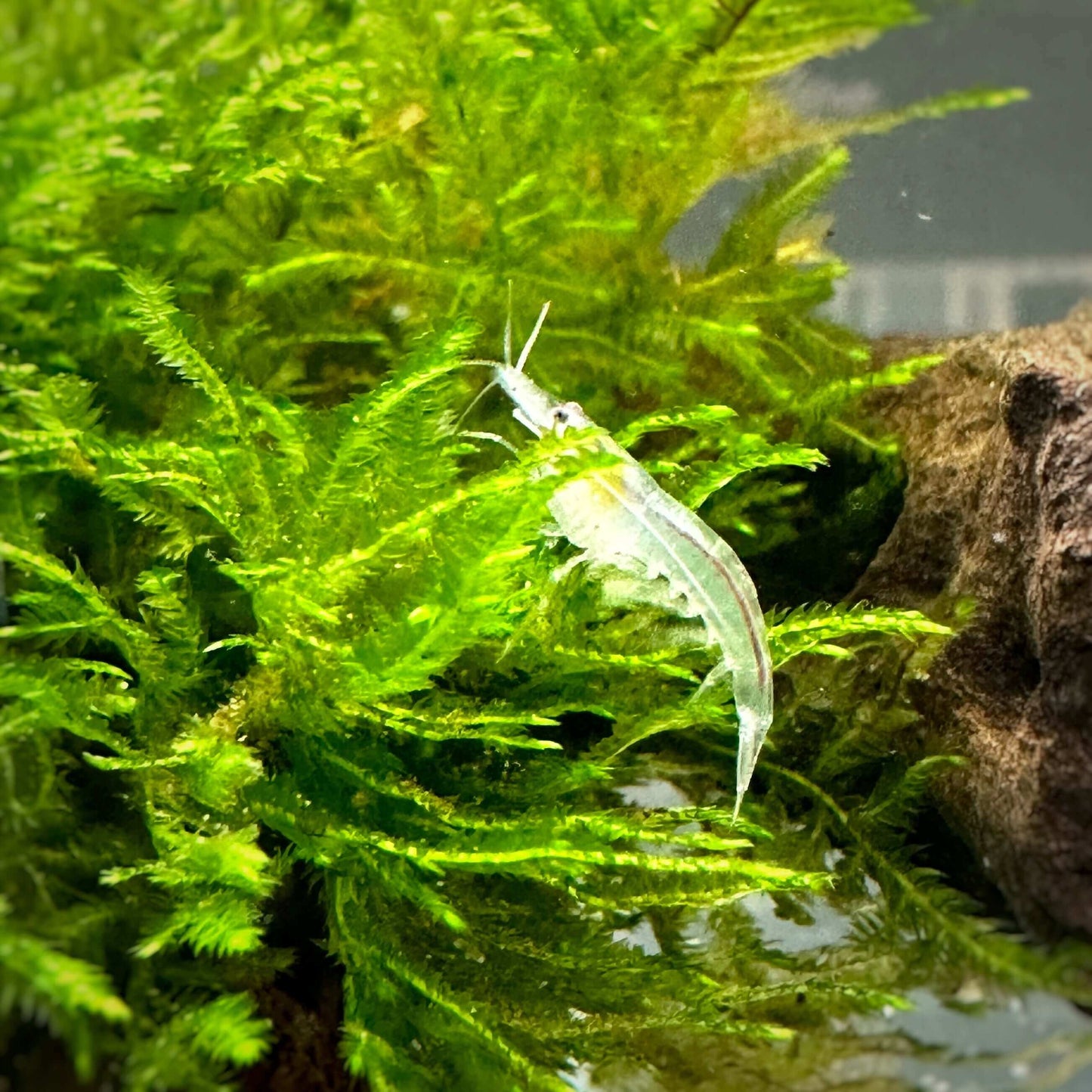 Snowball Shrimp Sousleau Aquarium