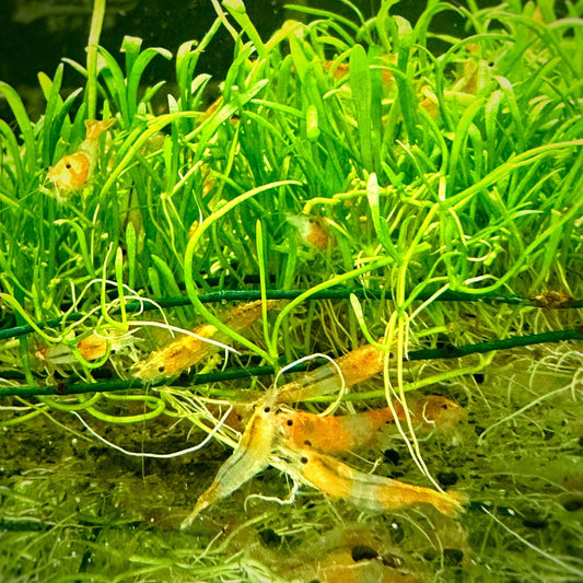 Orange Rili Shrimp Sousleau Aquarium