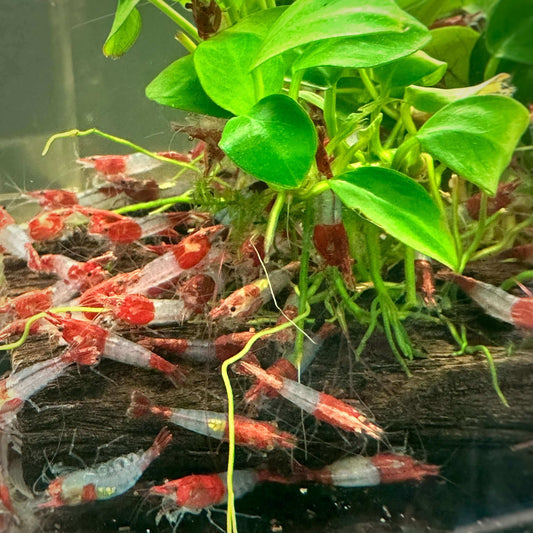 Red Rili Shrimp Sousleau Aquarium