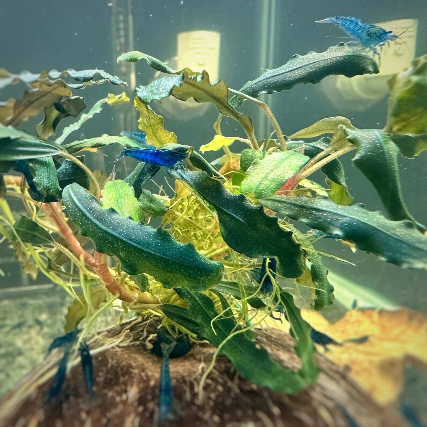 Blue Velvet Shrimp Sousleau Aquarium