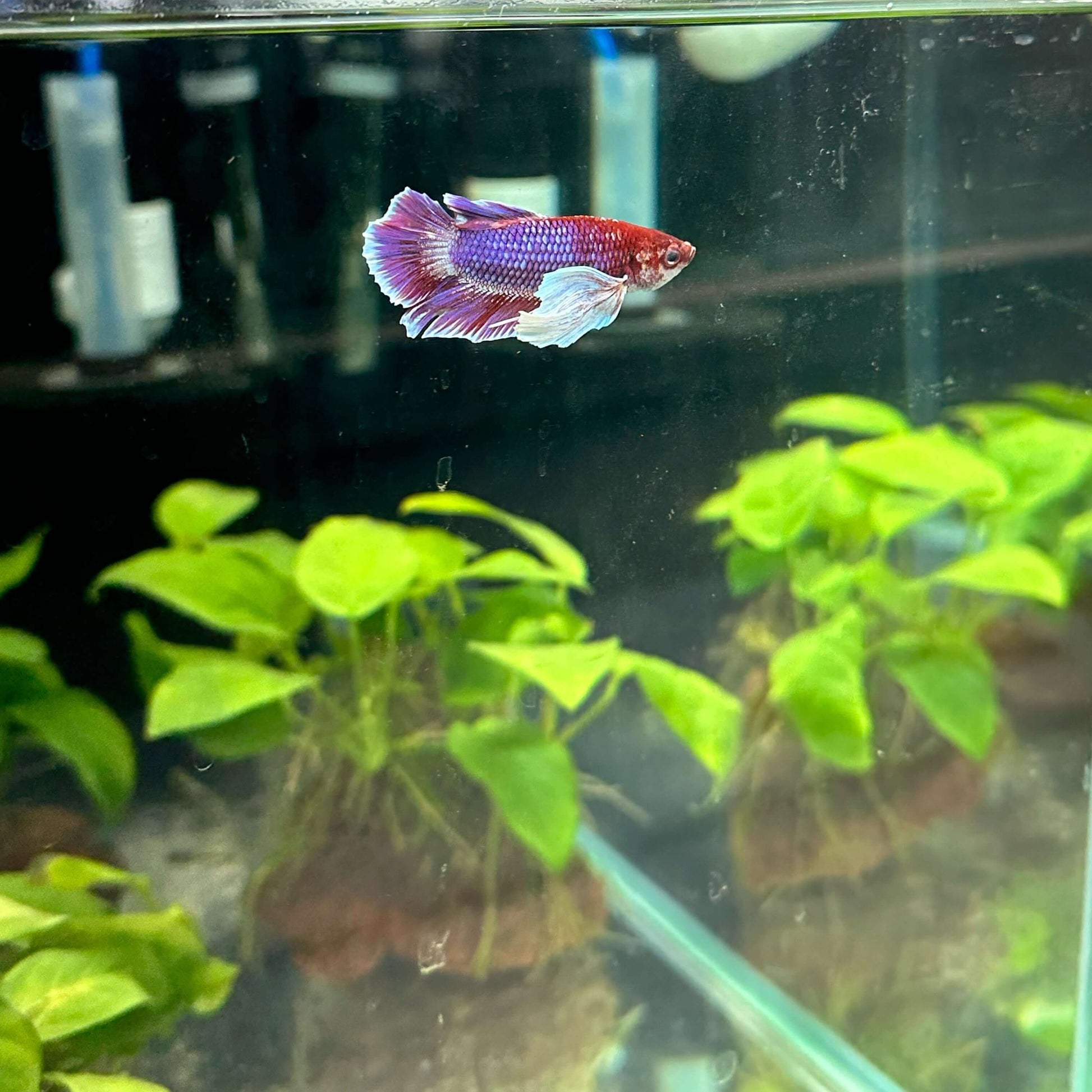 Betta Splendens Dumbo Premium Sousleau Aquarium