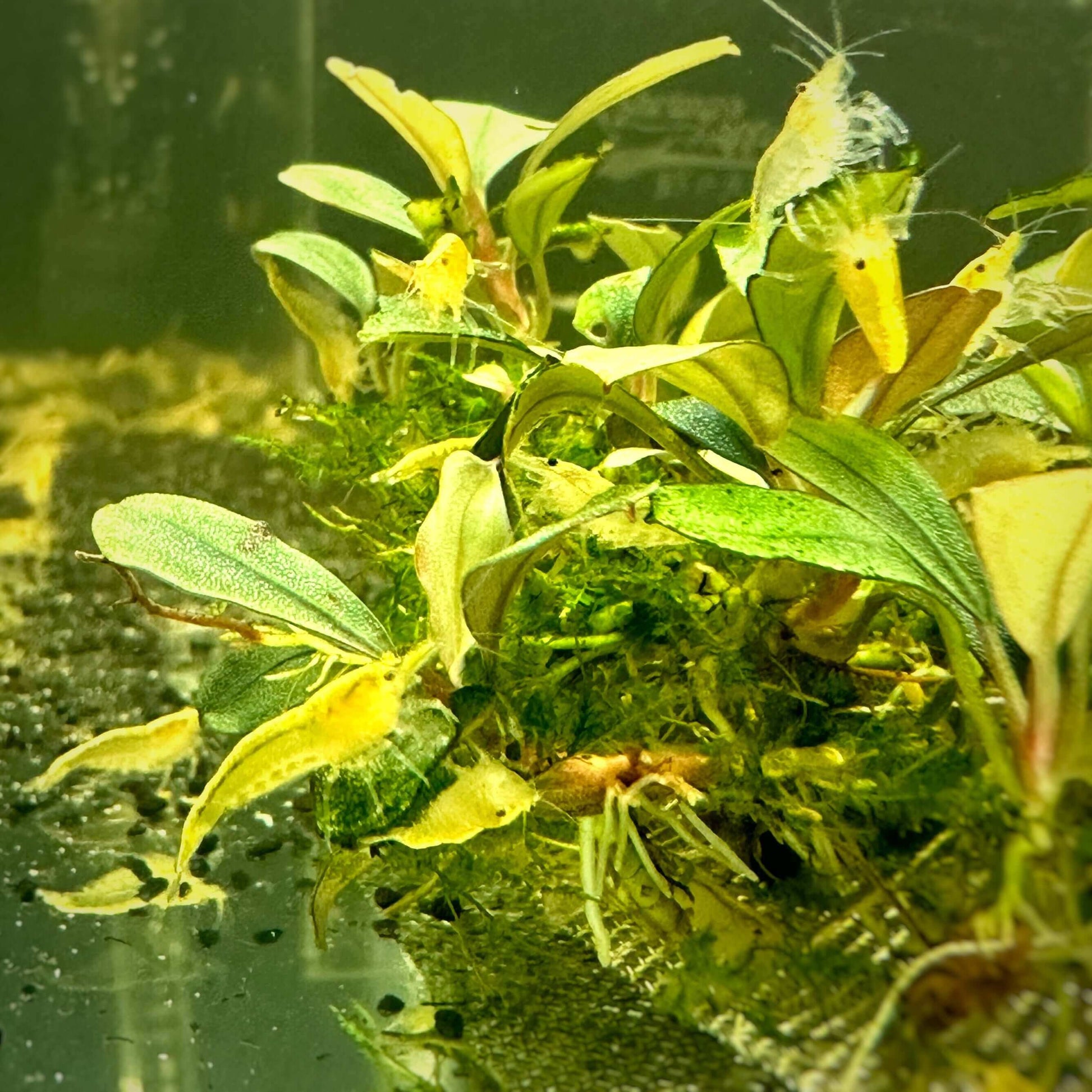 Yellow Shrimp Sousleau Aquarium