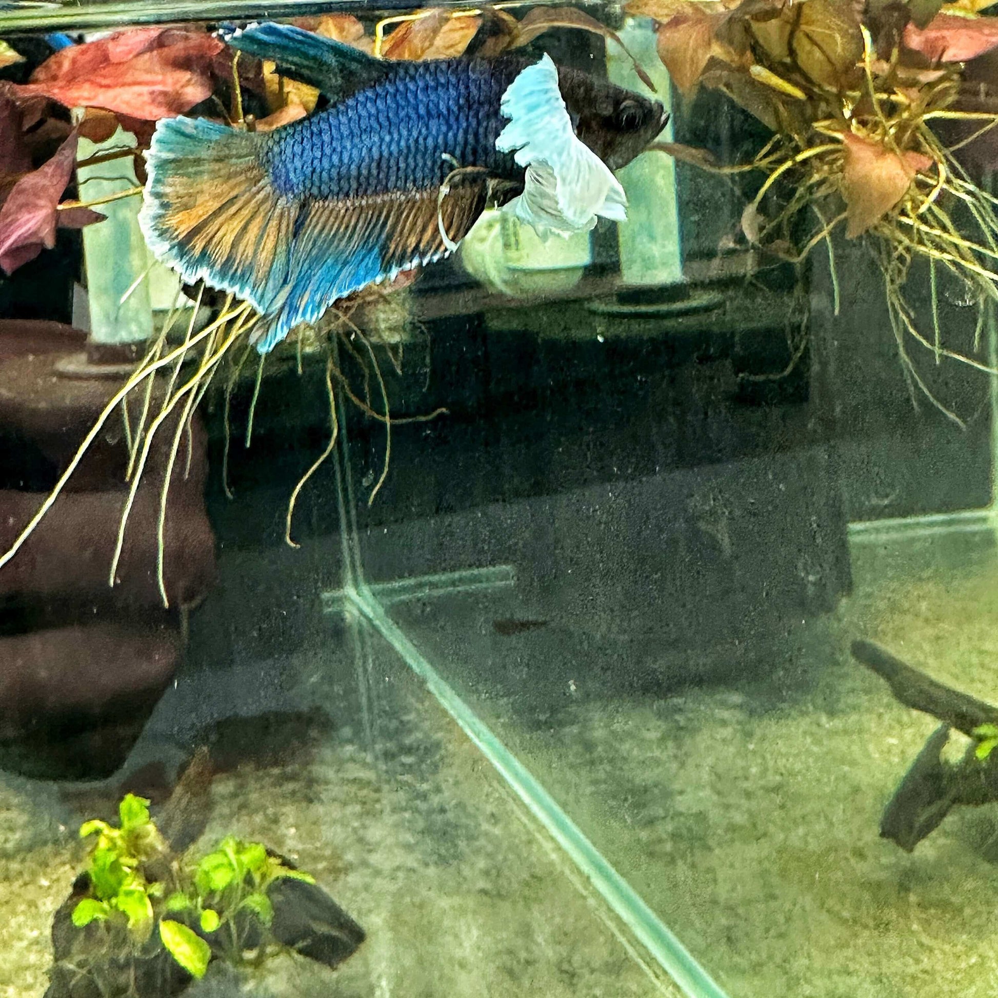 Betta Splendens Dumbo Premium Sousleau Aquarium