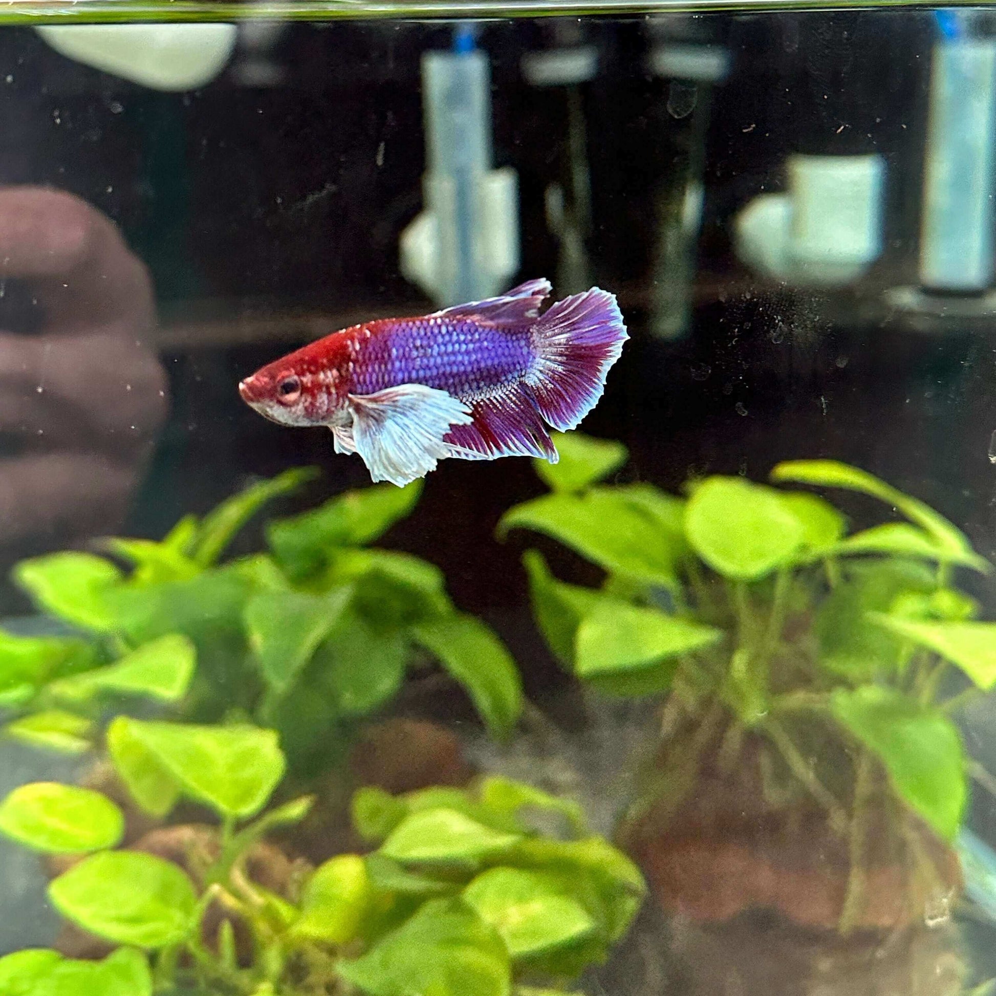 Betta Splendens Dumbo Premium Sousleau Aquarium