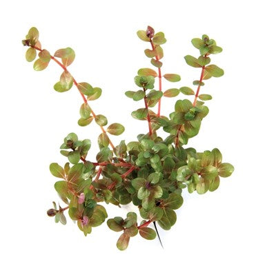 Rotala rotundifolia Dennerle Plants