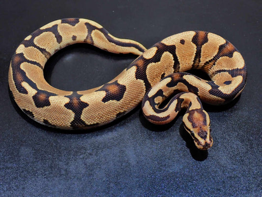 Ball Python Mâle OD YB Fire Spotnose X OD YB Het Cryptic (pairing)