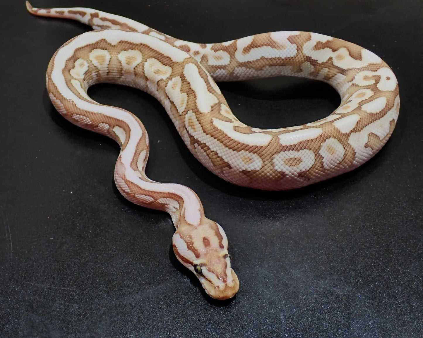 Ball Python Male Spotnose Lesser YB Fire Het Clown