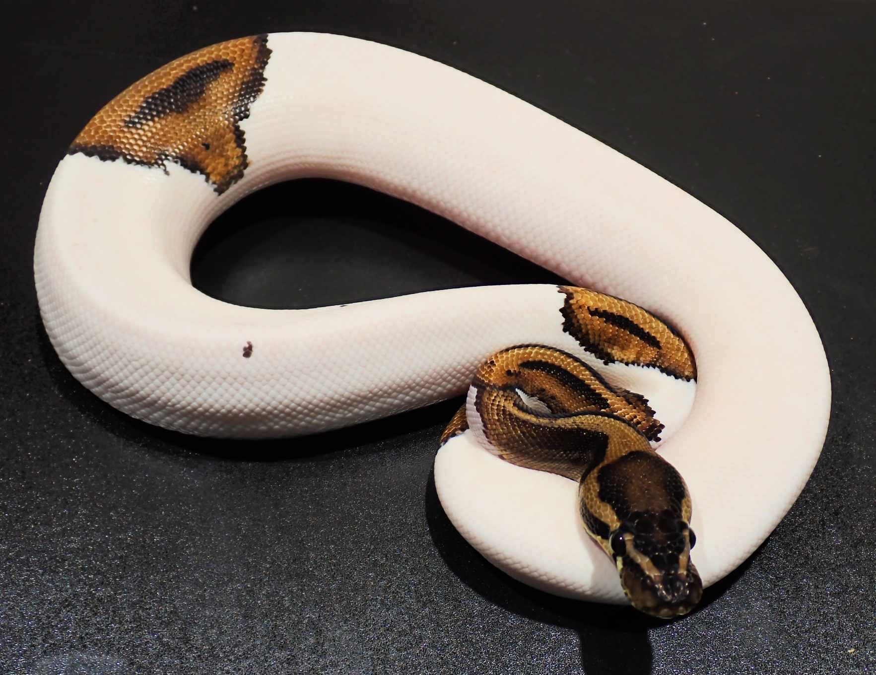 Piebald Ball Python