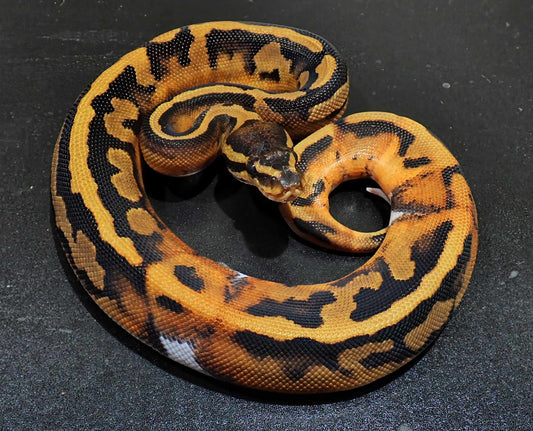 Ball Python Femelle Piebald