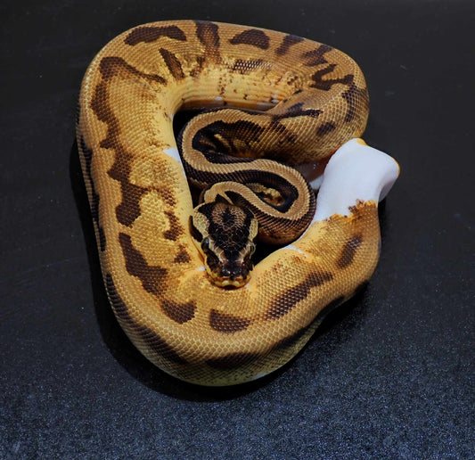 Ball Python Femelle Enchi Pastel Piebald