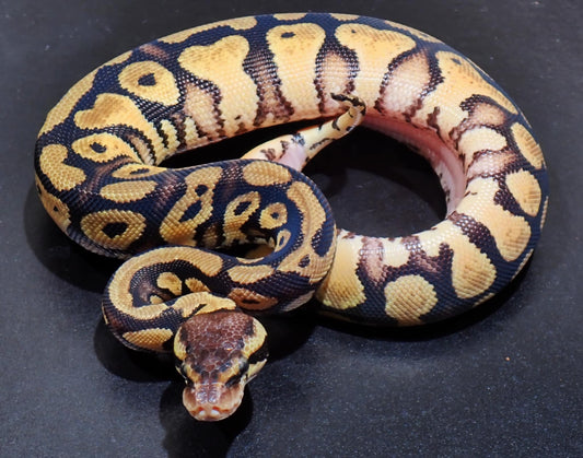 Ball Python Female Pastel Het DG