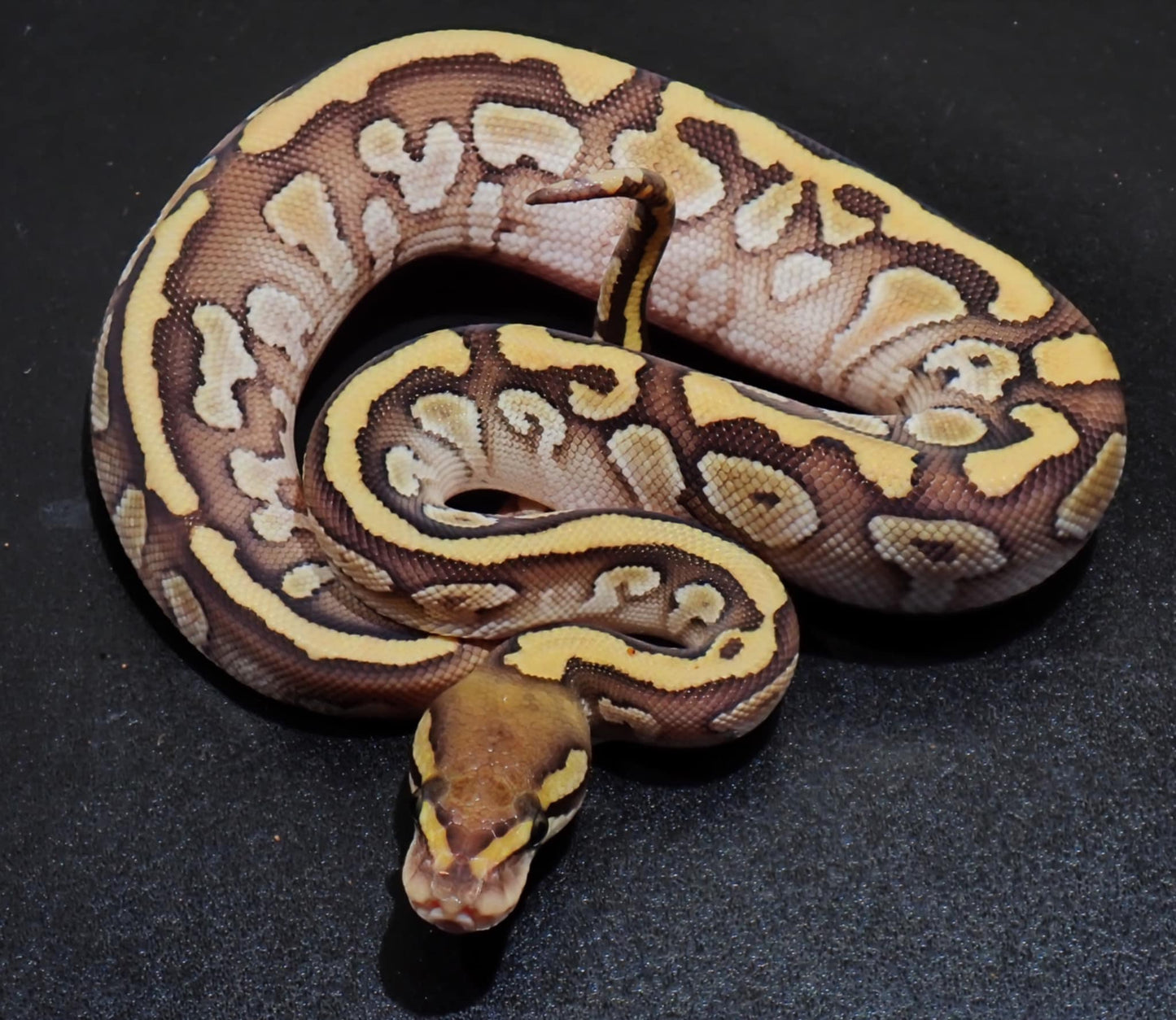 Ball Python Female Lesser Fire #1