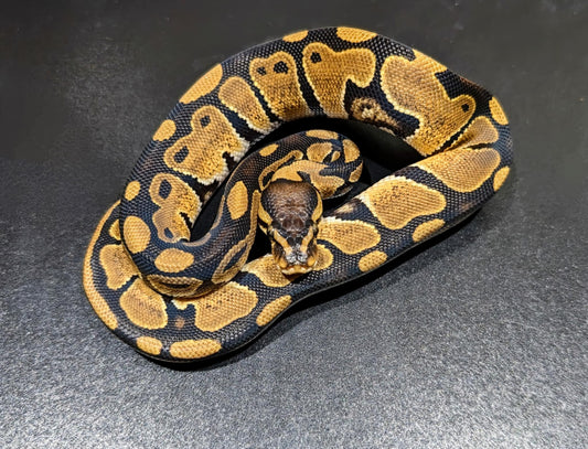 Ball Python Regular Femelle