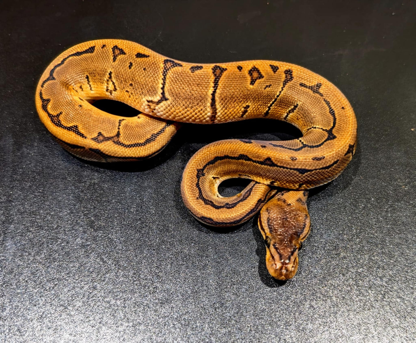 Ball Python Pinstripe Male