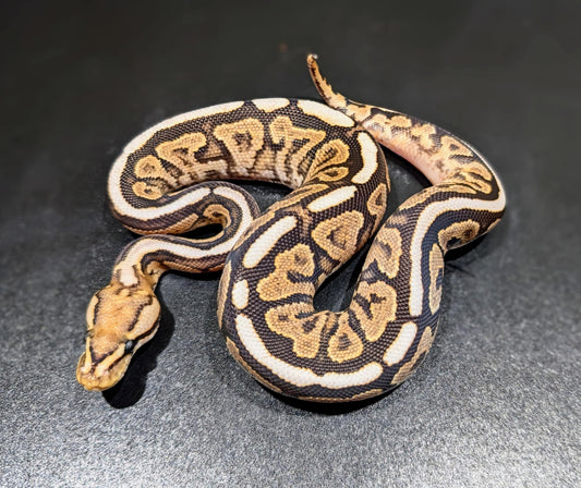 Ball Python Spotnose Cinnamon Fire Yellowbelly Male
