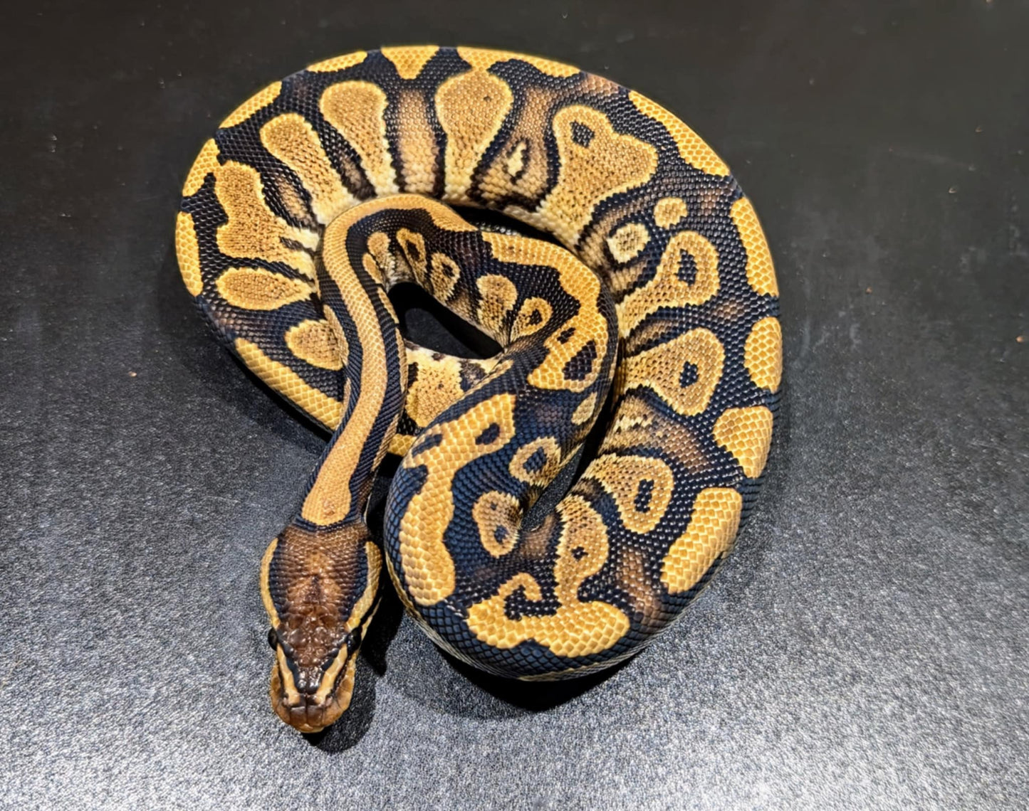 Ball Python YB Asphalt Male