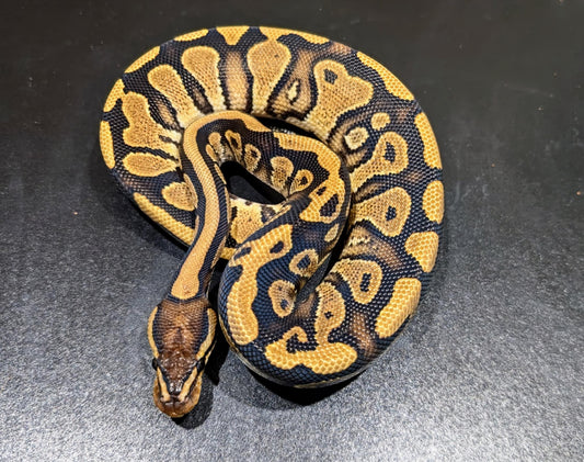 Ball Python YB Asphalt Male
