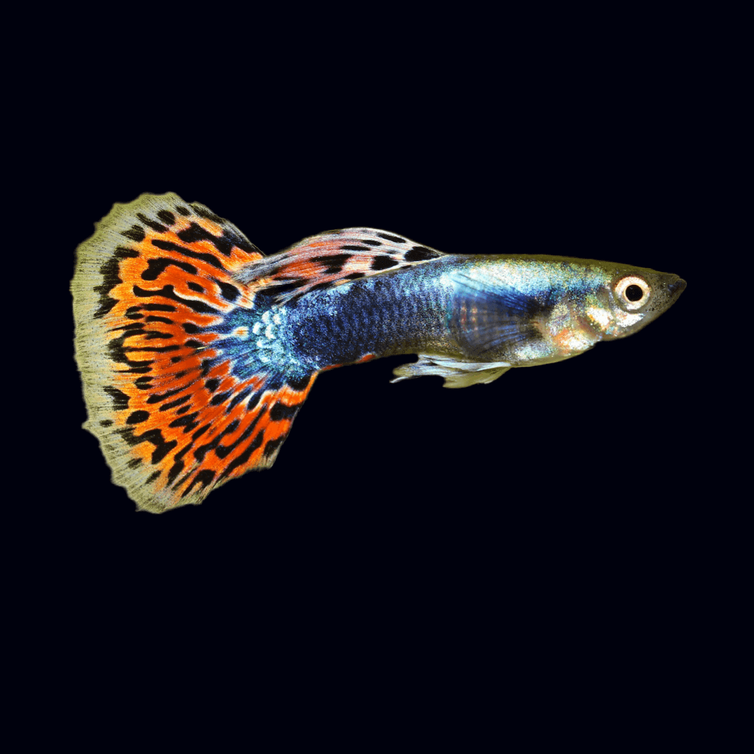 Guppy Male Mosaic Red Dumbo (Group of 6) Sousleau Aquarium