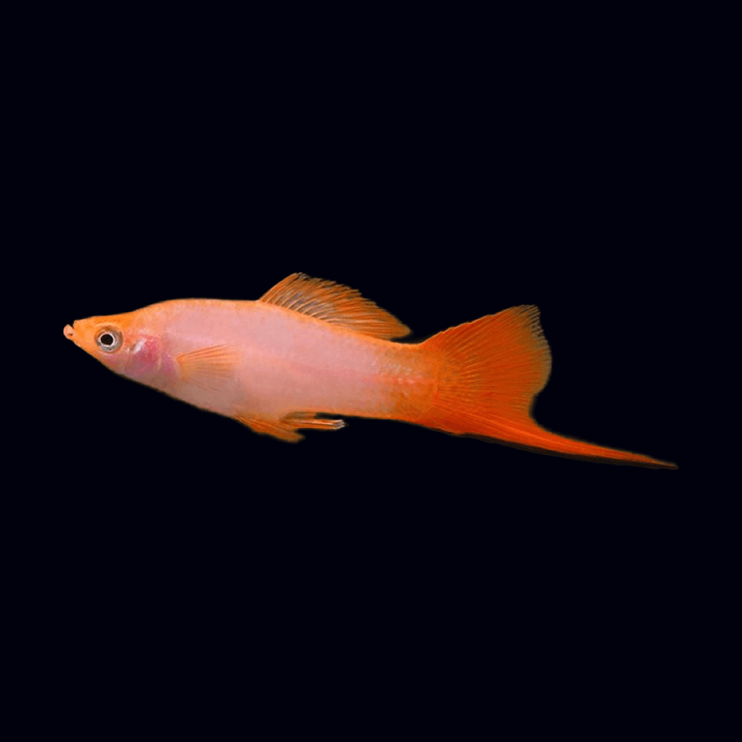 Swordtail Comet Pink (Group of 6) Sousleau Aquarium