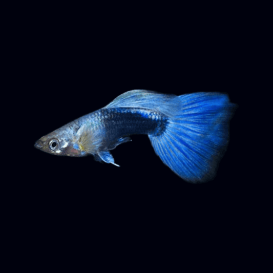 Guppy Male Neon Bleu (Group of 6) Sousleau Aquarium