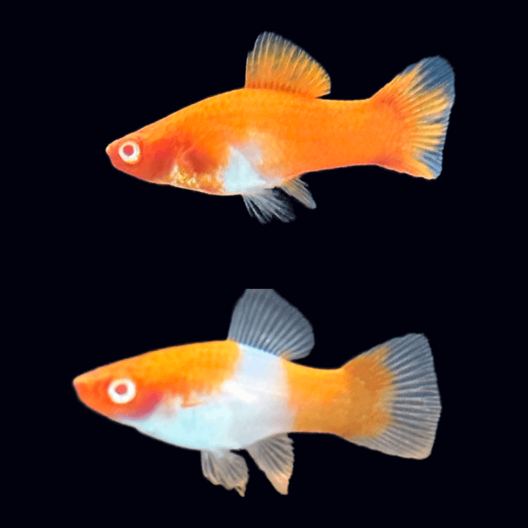 Swordtail Red And White Kohaku (Group of 6) Sousleau Aquarium