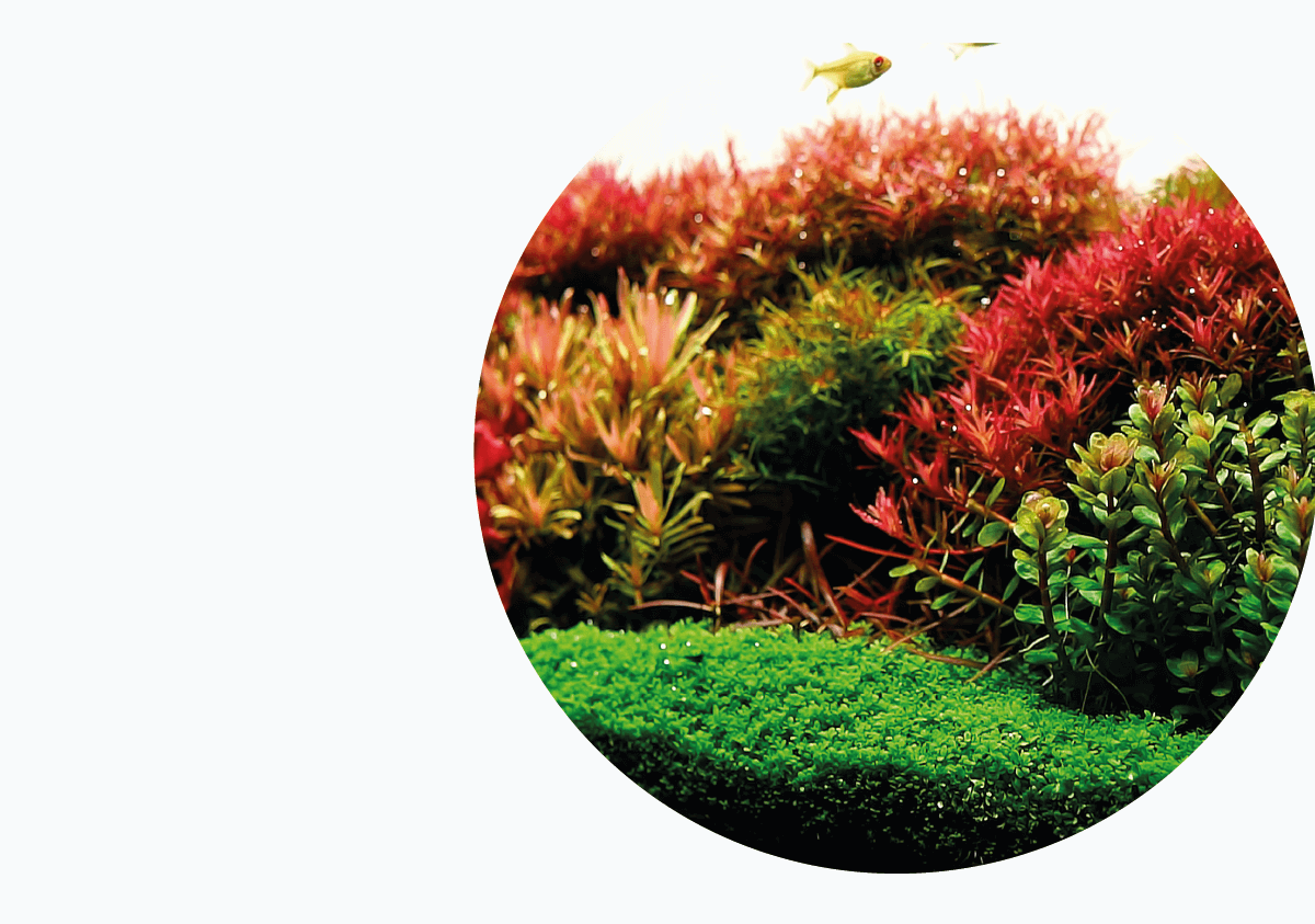 Aquarium sales plant store