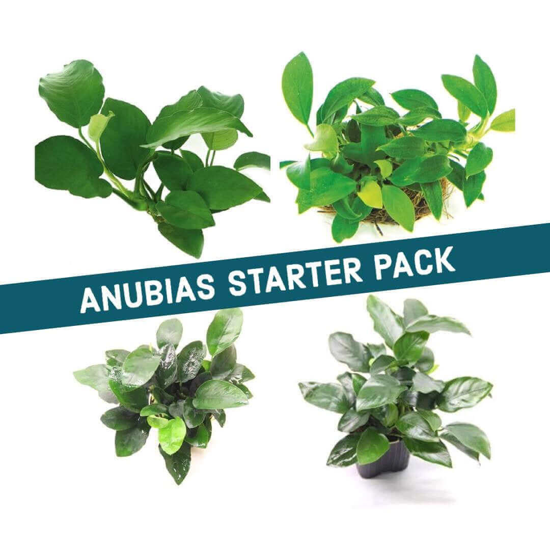Anubias Starter Pack Dennerle Plants