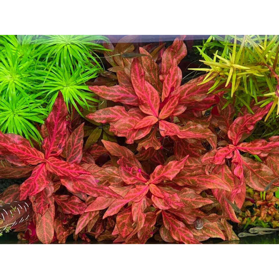 Alternanthera reineckii 'Red Ruby' XXL Dennerle Plants