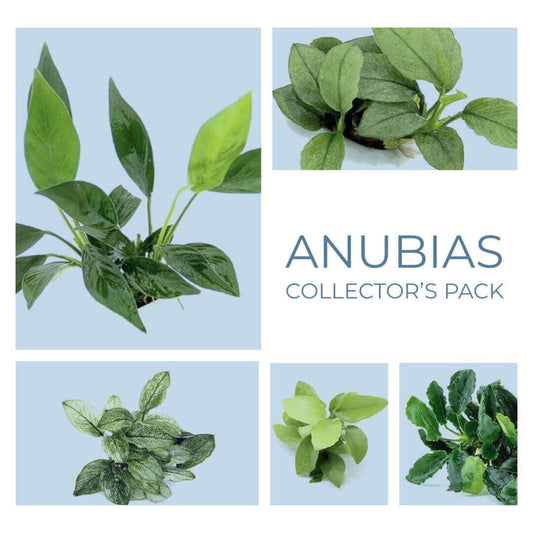 Anubias Collector’s Pack Dennerle Plants