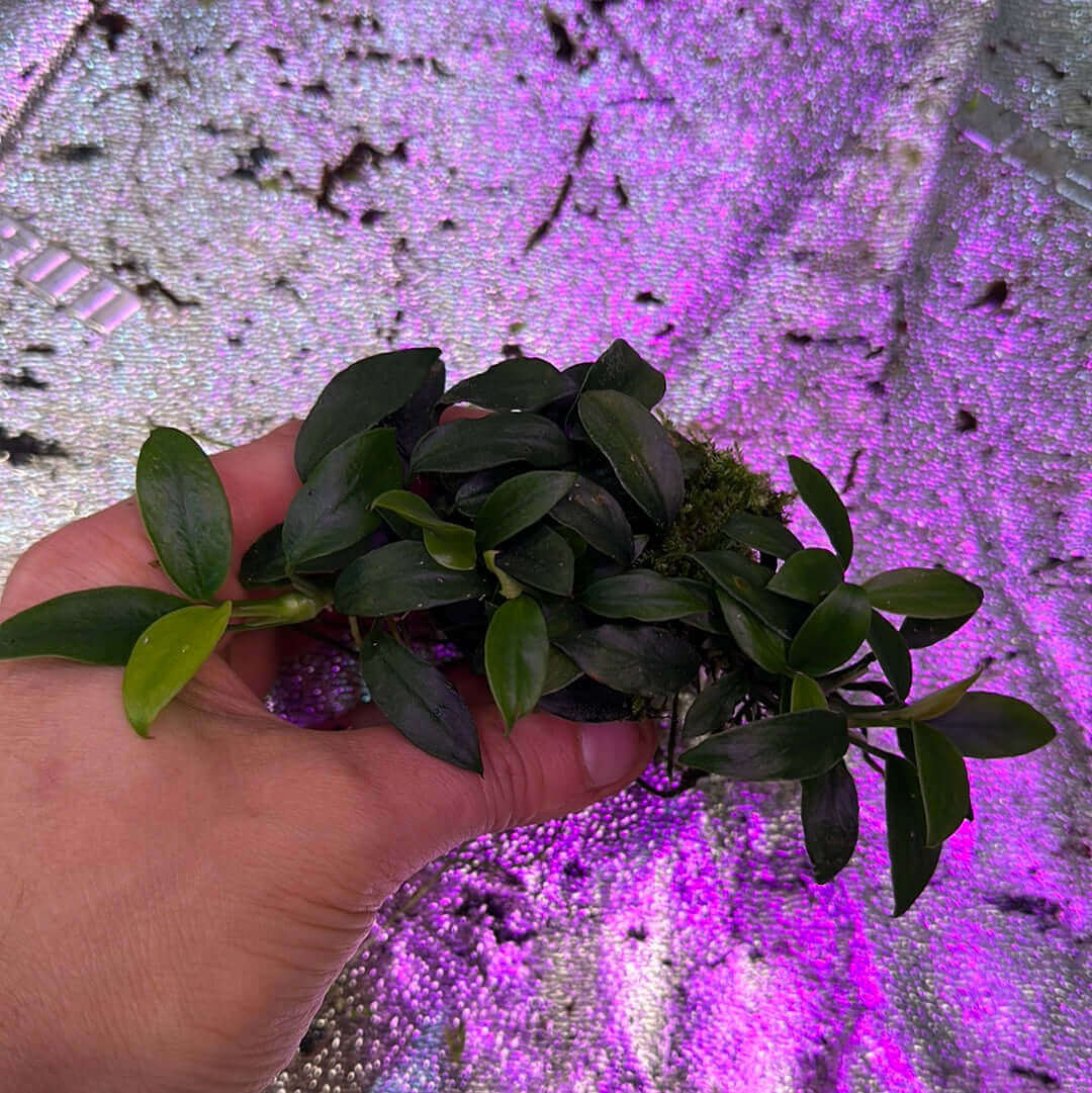 Anubias Jungle Star Sousleau Aquarium