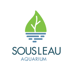Sousleau