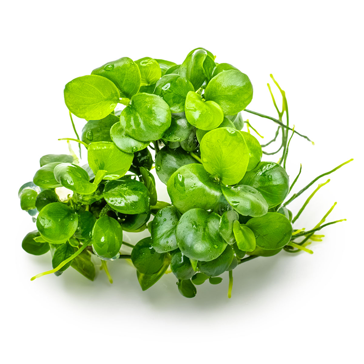 Anubias barteri Mini Coin