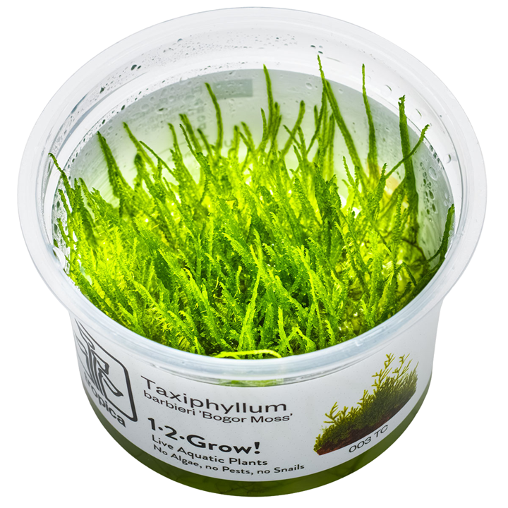 Taxiphyllum barbieri 'Bogor Moss' — Tropica 003 TC