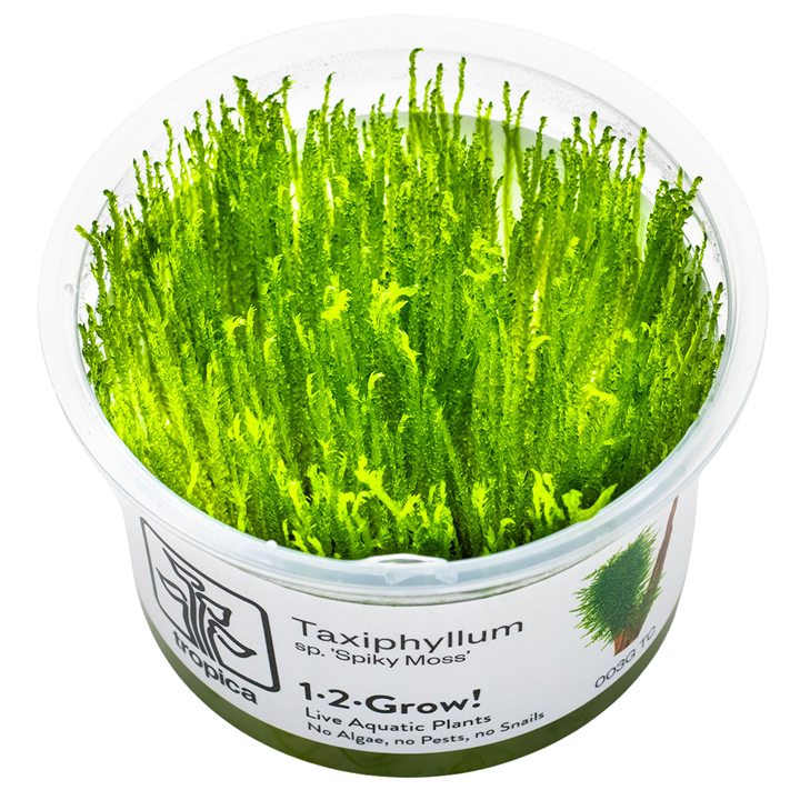 Taxiphyllum sp. 'Spiky Moss' — Tropica 003G TC