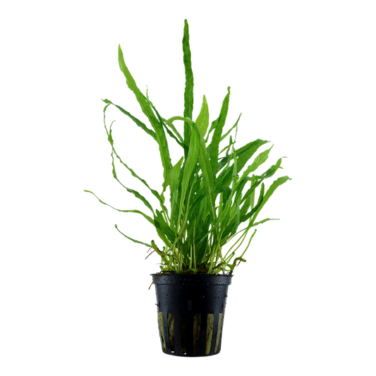 Microsorum pteropus 'Narrow' — Tropica 008A