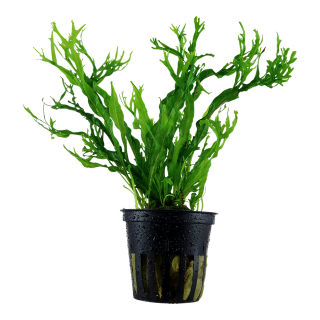 Microsorum pteropus 'Windeløv' — Tropica 008B
