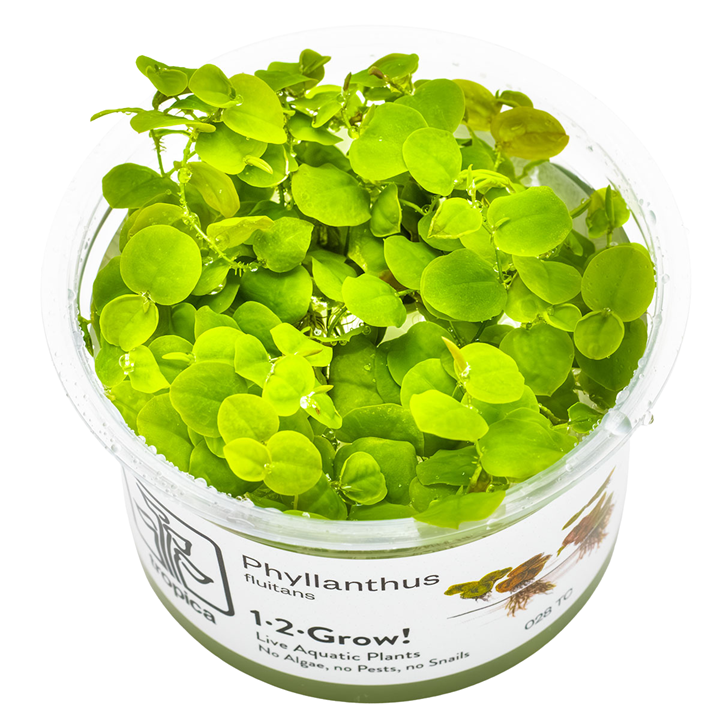 Phyllanthus fluitans — Tropica 028 TC