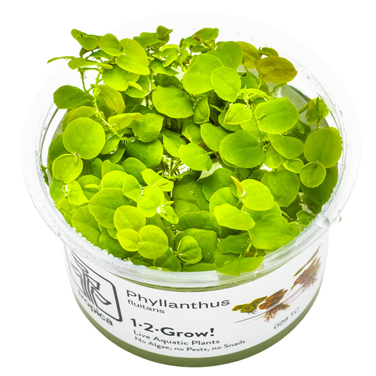 Phyllanthus fluitans — Tropica 028 TC