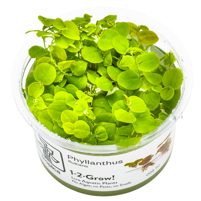 Phyllanthus fluitans — Tropica 028 TC
