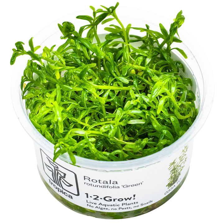 Rotala rotundifolia 'Green' — Tropica 033A TC
