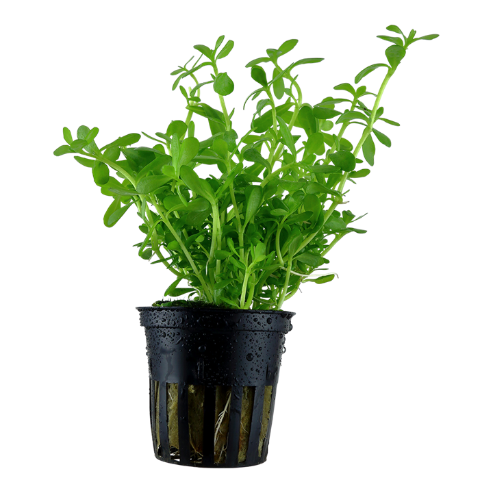 Bacopa monnieri 'Compact' — Tropica 044A