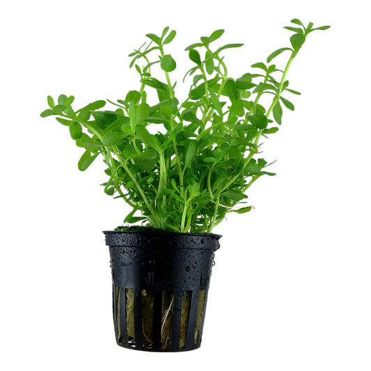 Bacopa monnieri 'Compact' — Tropica 044A