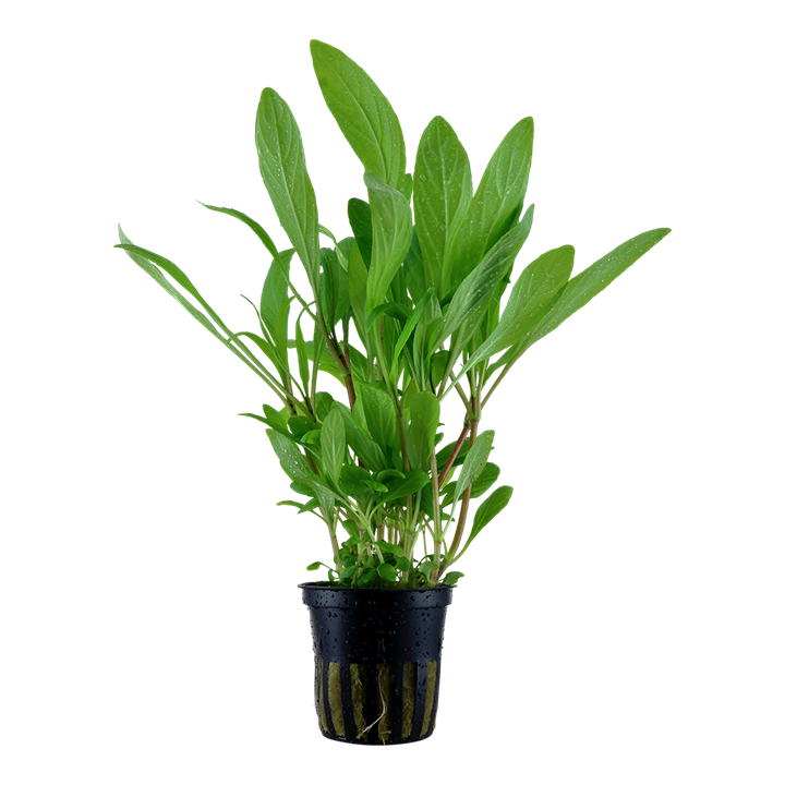 Hygrophila costata — pot