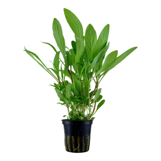 Hygrophila costata — pot