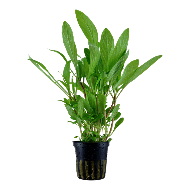 Hygrophila costata — pot