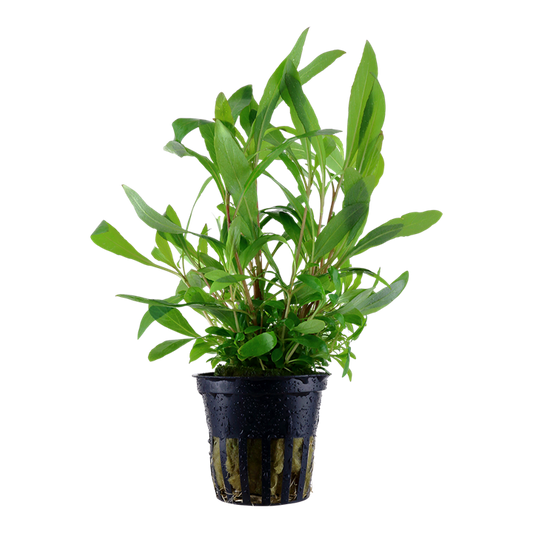 Hygrophila corymbosa 'Siamensis 53B' — Tropica 053B
